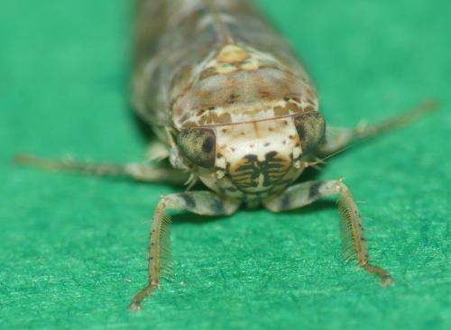 Réf. 307 345 : Allygus mixtus